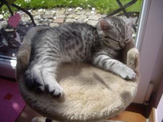 Britisch Kurzhaar BKH Whiskas- Kitten abzugeben tabby black silver spotted