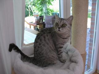 Katze abzugeben BKH Britisch Kurzhaar tabby black silver spotted Whiskas- Katz