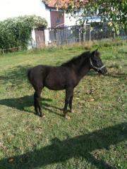 Exmoorpony Fohlen