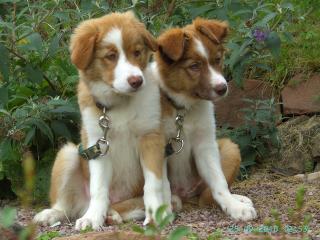 Supersüße Border Collie Welpen
