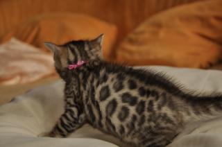 Wunderschöne Bengalkitten suchen noch Spielgefährten fürs Leben