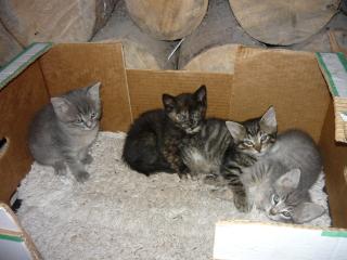Katzen, 4 baby katzen zum Verschencken 7 Wochen alt