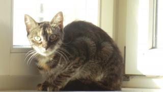 Katze abzugeben