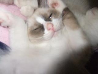 Ragdollkitten, entwurmt, geimpft, gechipt.