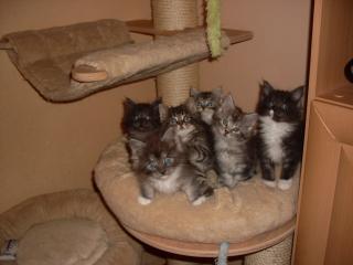 Maine Coon vom Donauland