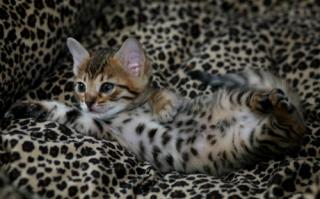 Wundervolle Bengal Babys geb. 29. 8. 4 Jungs und 2 Mädchen