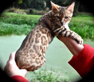 Bengal Kitten Bengal - Katzen suchen liebevolles zu Hause