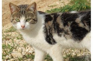 Romeo und Julia, zwei heimatlose Katzen