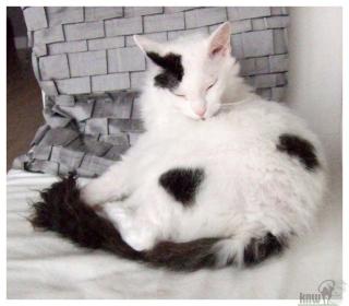 Jolie La Perm - Einzelprinzessin sucht Kuschelpersonal