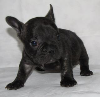 French Bulldoggen