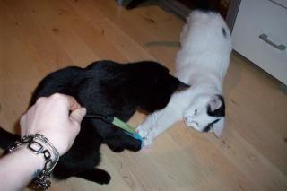 Katzengeschwister suchen dringend ein neues zuhause