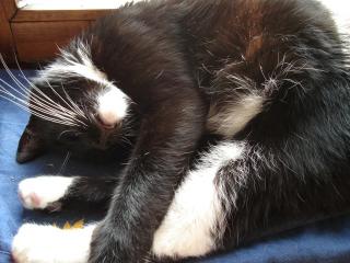 Max Powerkater sucht katzenerfahrene Menschen