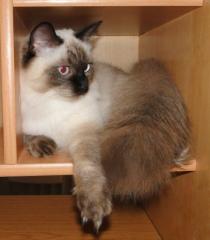Deckkater gesucht