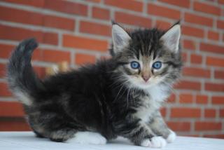 Norwegische Waldkatzen Kitten mit Papiere sucht Personal