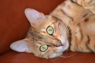 Bengalkitten abzugeben