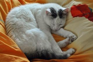 Weiße Katze verschwunden