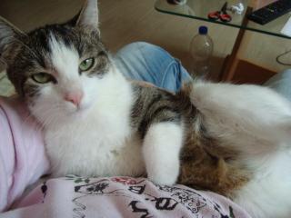 6 Monate alter Kater abzugeben