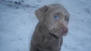 Silberne Labrador Welpen abzugeben Langjährige Labradorzucht