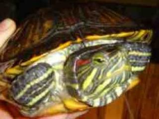 Wasserschildkröten abzugeben