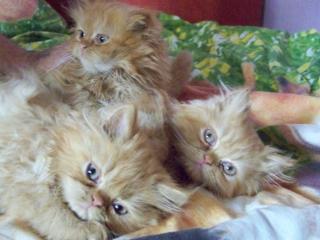 Super süsse Katzenbabys