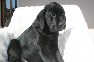 Labradorzucht hat Welpen zu vergeben