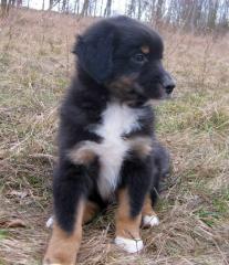 Traumhafte Aussie Welpen