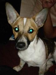 Jack Russell- Spitz Mischlingsmädchen Lotte sucht liebevolles Zuhause.