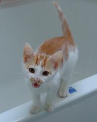 Tatzenservice. de mobile Katzenbetreuung / Catsitting in Hannover