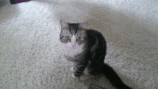 Murphy braucht ein neues Zuhause