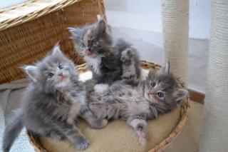 Zauberhafte Maine Coons aus liebevoller Hobbyzucht mit Stammbaum