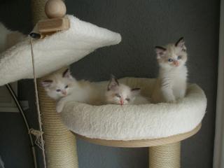 Reinrassige Ragdoll Kitten mit Papiere .