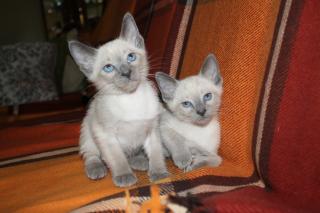 Siam Thai/Blue-Point