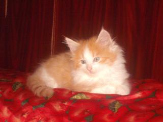 Norweger Kitten CANDACE sucht Knuddelpartner