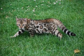 Bengal Kitten