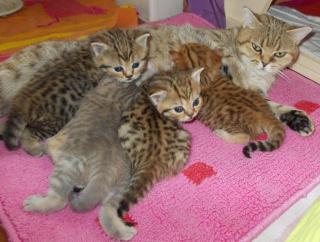 Britisch Kurzhaar BKH Whiskas Kitten abzugeben