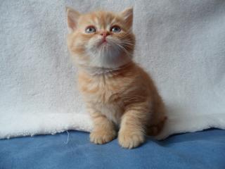 Exotic-Shorthair-Kitten