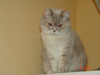 BKH Katze silver-shadded