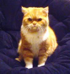 BKH Deckkater