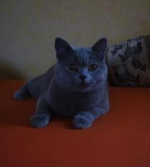 Deckkater gesucht Kartäuser/Chartreux