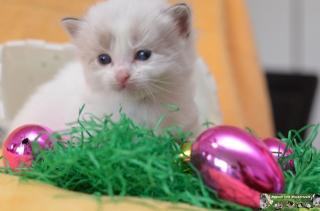 Super süsse RAGDOLL Babys