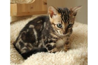 Bengal Kitten Bengalkatze