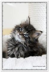 Maine Coon Kitten mit Stammbaum