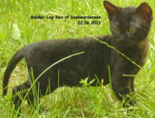 Gelocktes German Rex Kitten of Dankwarderode mit Stammbaum schwarz Kater