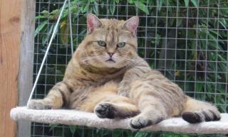 Kater abzugeben BKH Black-Golden Spotted kastriert