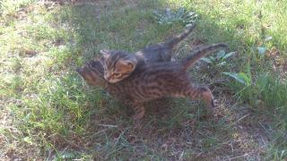 2 mädchen Baby Bengal Kartauser-Siam Kätzchen