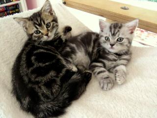 BKH Kitten abzugeben Whiskas Britisch Kurzhaar Silvertabby Goldentabby