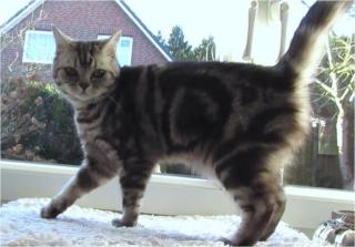 Britisch Kurzhaar BKH Whiskas- Katze abzugeben black Tabby silver classic
