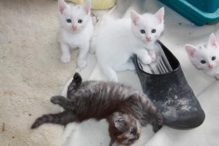 Maine Coone / BKH Mix Kätzchen Kitten suchen Zuhause
