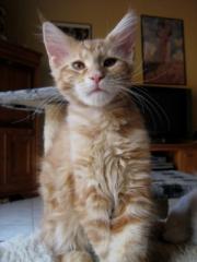 Maine Coon Kitten mit Stammbaum 14 Wochen