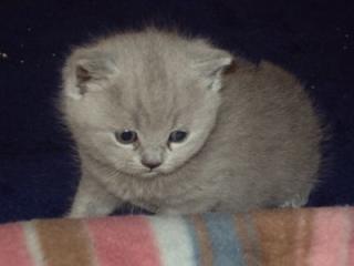 Süße BKH-Kitten in Blau und Blau-Creme Tortie abzugeben